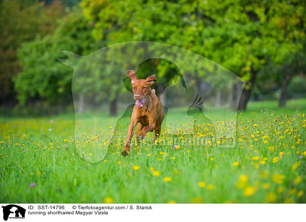running shorthaired Magyar Vizsla / SST-14796