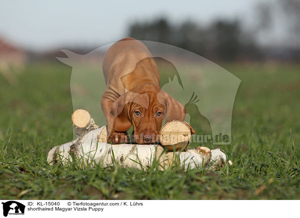 shorthaired Magyar Vizsla Puppy / KL-15040