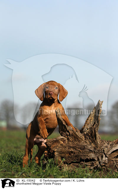 shorthaired Magyar Vizsla Puppy / KL-15042