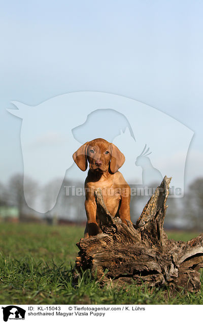 shorthaired Magyar Vizsla Puppy / KL-15043