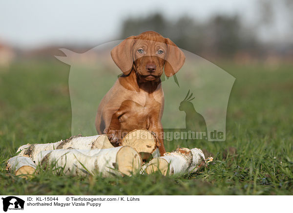 shorthaired Magyar Vizsla Puppy / KL-15044
