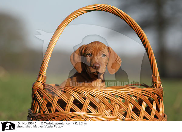 shorthaired Magyar Vizsla Puppy / KL-15045