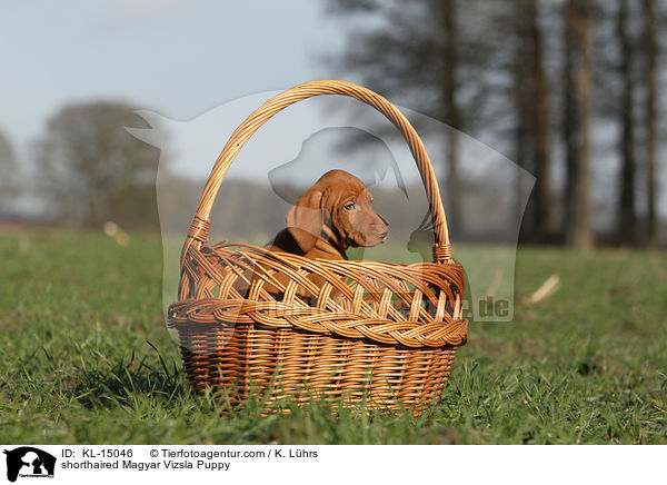 shorthaired Magyar Vizsla Puppy / KL-15046