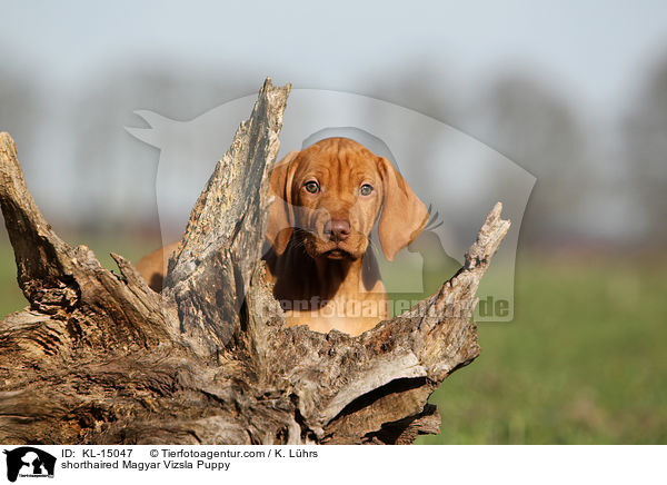 shorthaired Magyar Vizsla Puppy / KL-15047