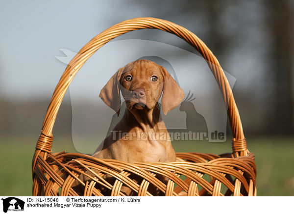 shorthaired Magyar Vizsla Puppy / KL-15048