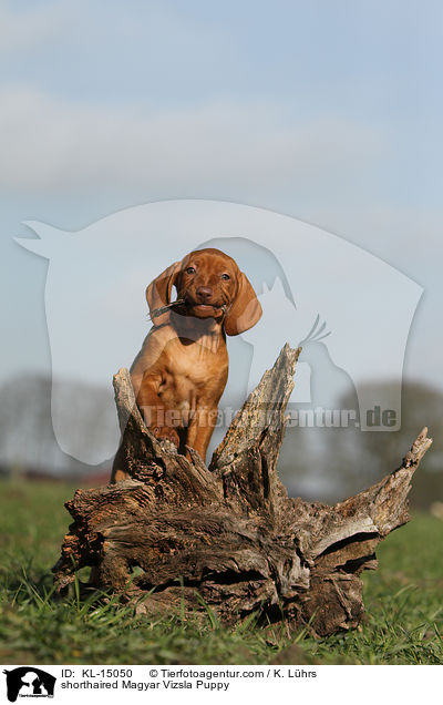 shorthaired Magyar Vizsla Puppy / KL-15050