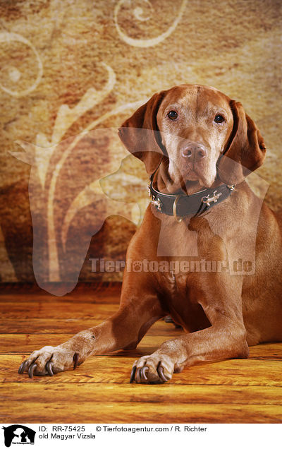old Magyar Vizsla / RR-75425
