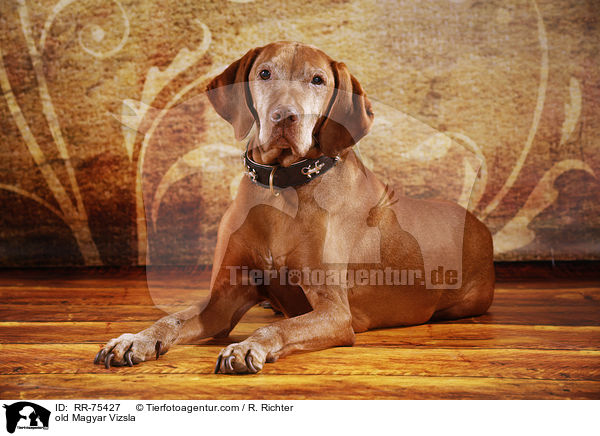 old Magyar Vizsla / RR-75427