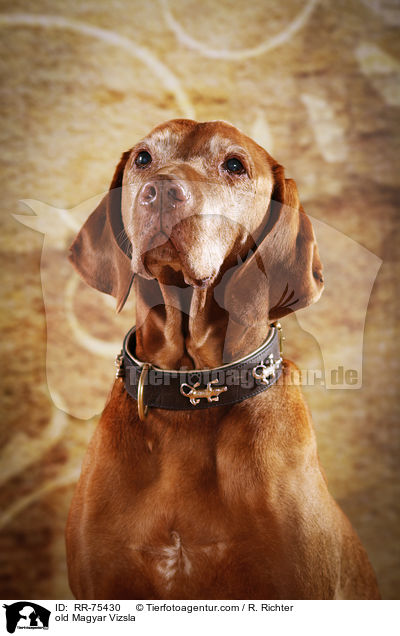 old Magyar Vizsla / RR-75430