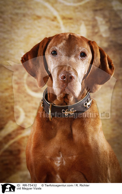 old Magyar Vizsla / RR-75432