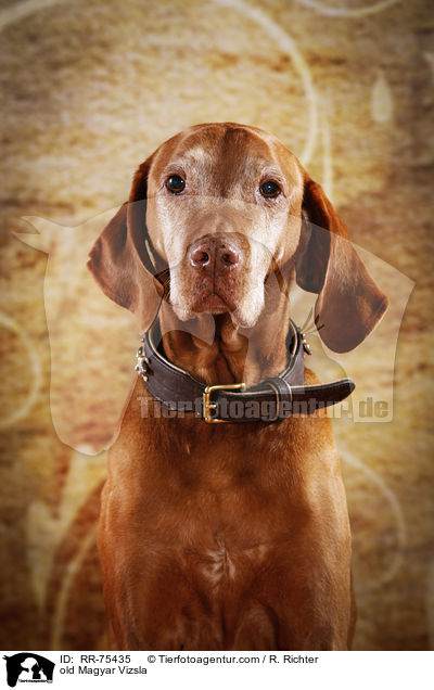 old Magyar Vizsla / RR-75435
