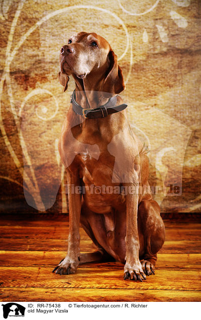 alter Magyar Vizsla / old Magyar Vizsla / RR-75438