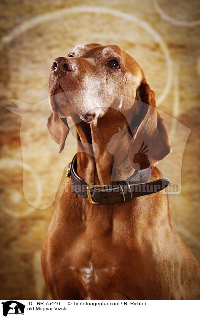 old Magyar Vizsla / RR-75440