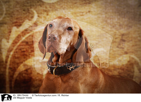 old Magyar Vizsla / RR-75444