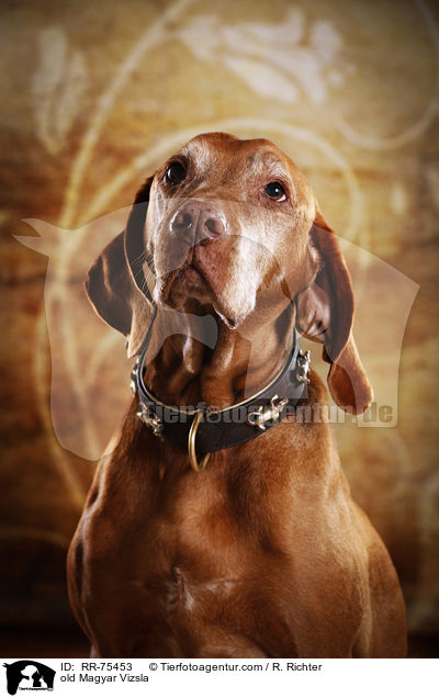 old Magyar Vizsla / RR-75453