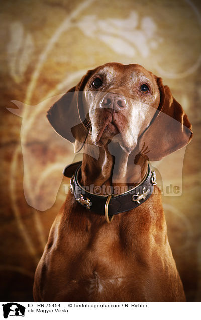 old Magyar Vizsla / RR-75454