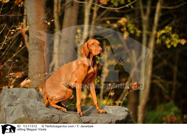 sitting Magyar Vizsla / YJ-11312