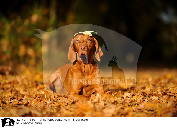 lying Magyar Vizsla / YJ-11316