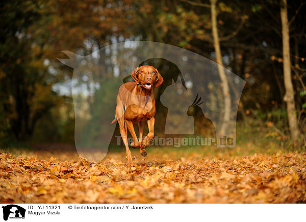 Magyar Vizsla / YJ-11321