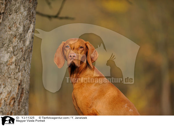 Magyar Vizsla Portrait / YJ-11325