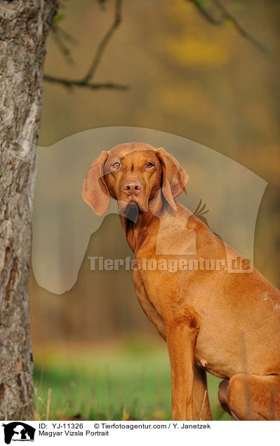Magyar Vizsla Portrait / YJ-11326