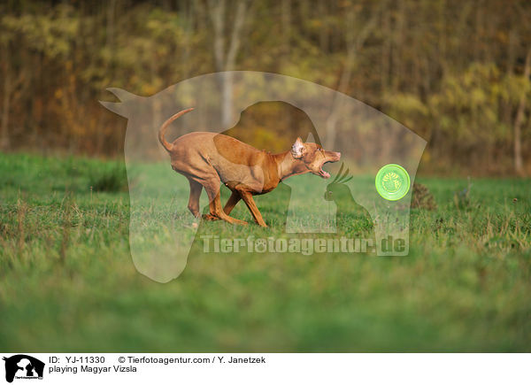 playing Magyar Vizsla / YJ-11330