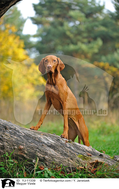 Magyar Vizsla / YJ-11339
