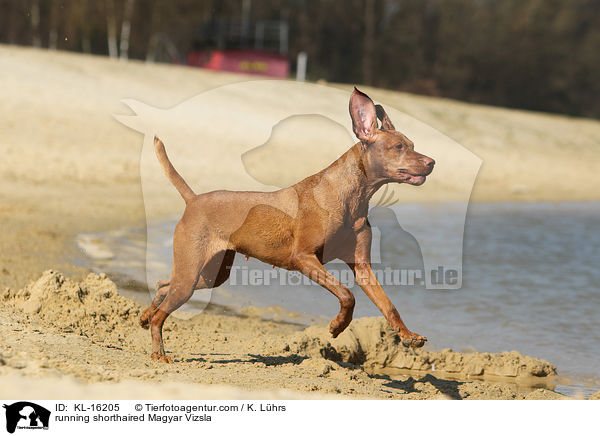 running shorthaired Magyar Vizsla / KL-16205
