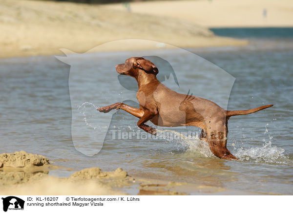 running shorthaired Magyar Vizsla / KL-16207