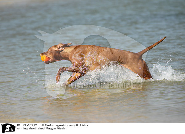 running shorthaired Magyar Vizsla / KL-16212