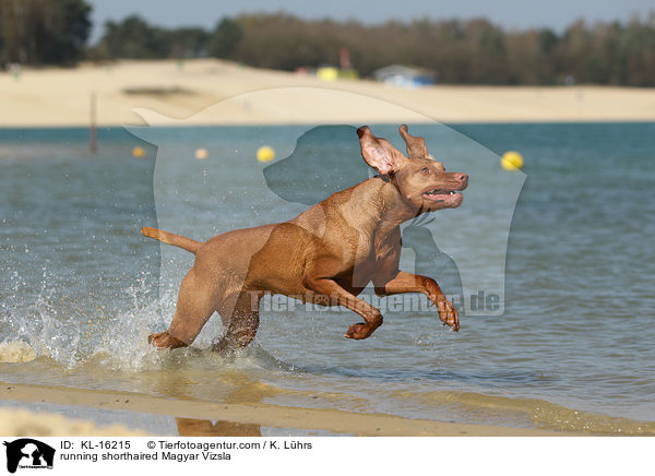 running shorthaired Magyar Vizsla / KL-16215