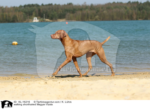 laufender Kurzhaarvizsla / walking shorthaired Magyar Vizsla / KL-16216