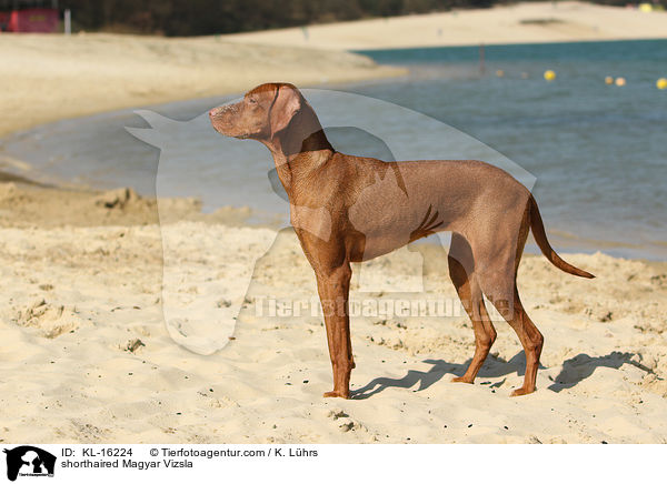 shorthaired Magyar Vizsla / KL-16224