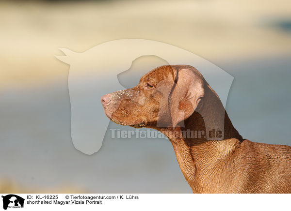 shorthaired Magyar Vizsla Portrait / KL-16225