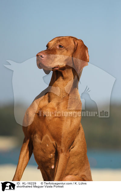 shorthaired Magyar Vizsla Portrait / KL-16229