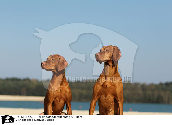 2 shorthaired Magyar Vizslas / KL-16230