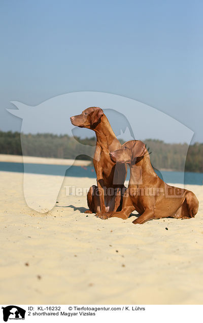 2 shorthaired Magyar Vizslas / KL-16232