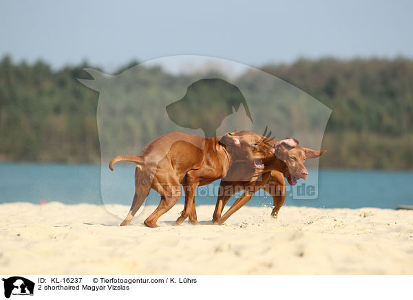 2 shorthaired Magyar Vizslas / KL-16237