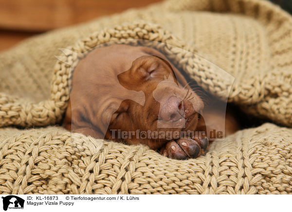 Magyar Vizsla Puppy / KL-16873
