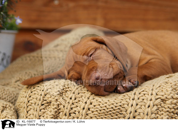 Magyar Vizsla Puppy / KL-16877
