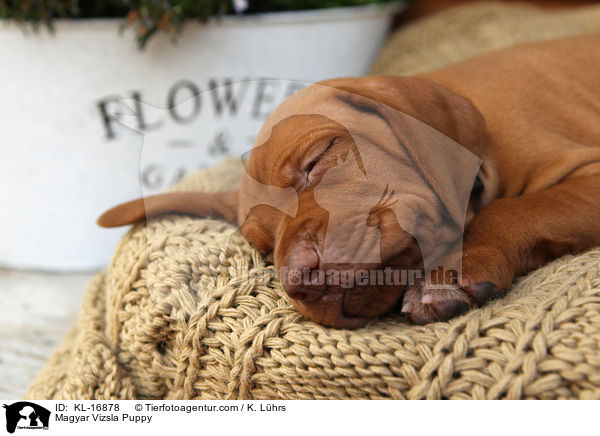 Magyar Vizsla Puppy / KL-16878