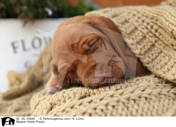 Magyar Vizsla Puppy / KL-16880