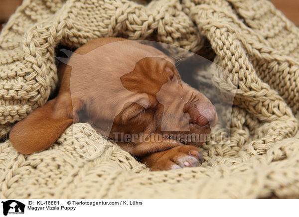 Magyar Vizsla Puppy / KL-16881