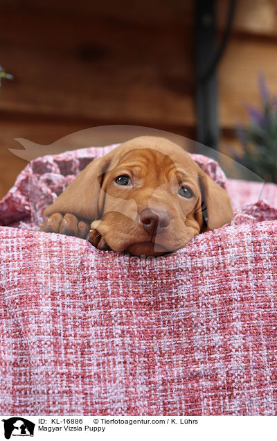 Magyar Vizsla Puppy / KL-16886