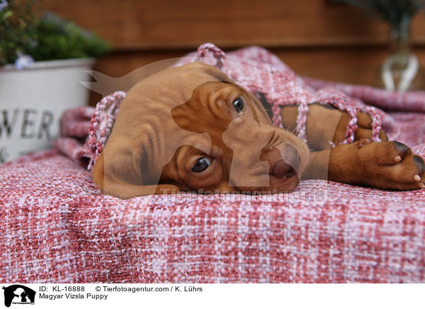Magyar Vizsla Puppy / KL-16888