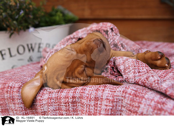 Magyar Vizsla Puppy / KL-16891