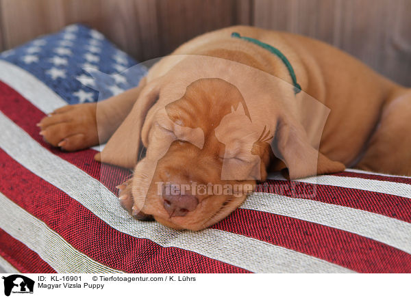 Magyar Vizsla Puppy / KL-16901