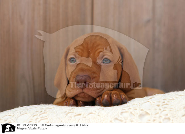 Magyar Vizsla Puppy / KL-16913