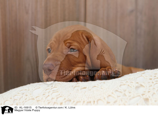 Magyar Vizsla Puppy / KL-16915