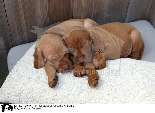 Magyar Vizsla Puppies / KL-16919